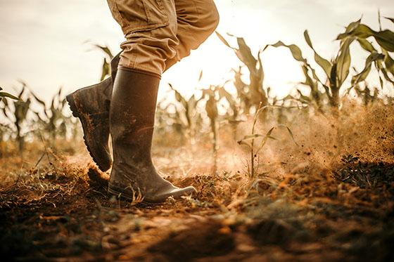 Boots in a dry cornfield
