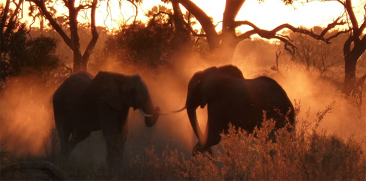 Elephants on Safari